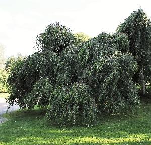 Берёза повислая «Юнги»