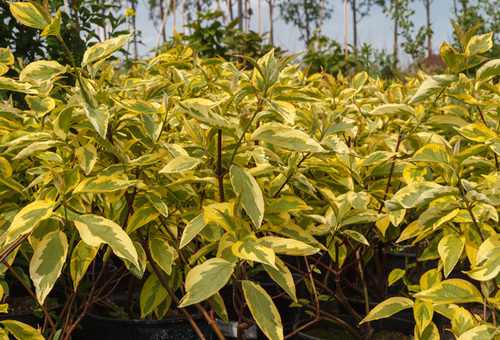 День Открытых Дверей питомника «Медвежья Поляна»