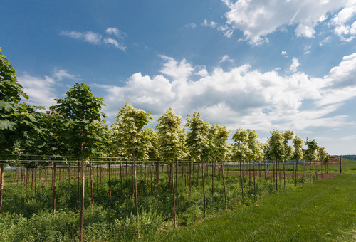 День Открытых Дверей питомника «Медвежья Поляна»