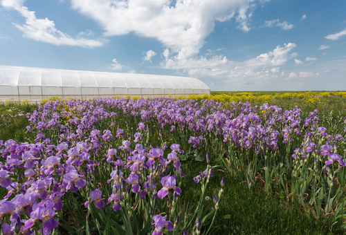 День Открытых Дверей питомника «Медвежья Поляна»